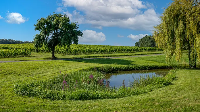 Domaine Haut Ventenac avec vue sur les vignes et la marre