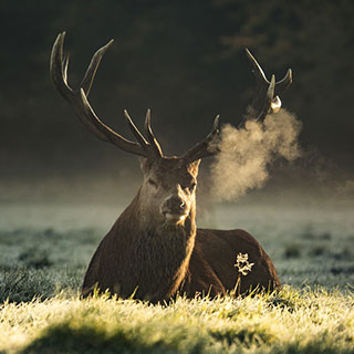 Le cerf, symbole de nos racines