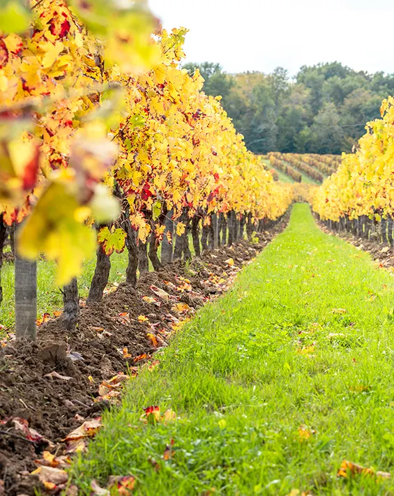 Travail du sol dans le rang de vigne